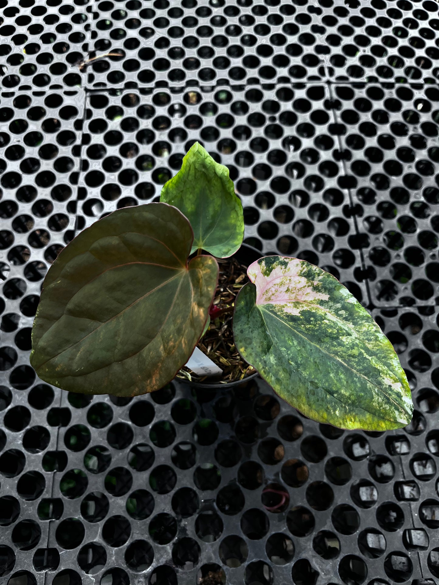 Anthurium Black Venom X Red Vein Dark Phoenix