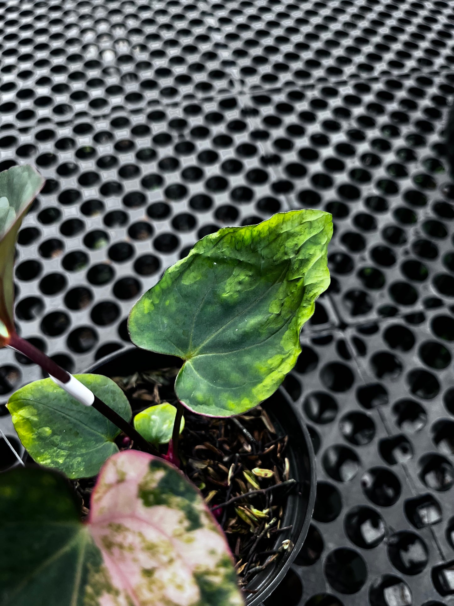 Anthurium Black Venom X Red Vein Dark Phoenix
