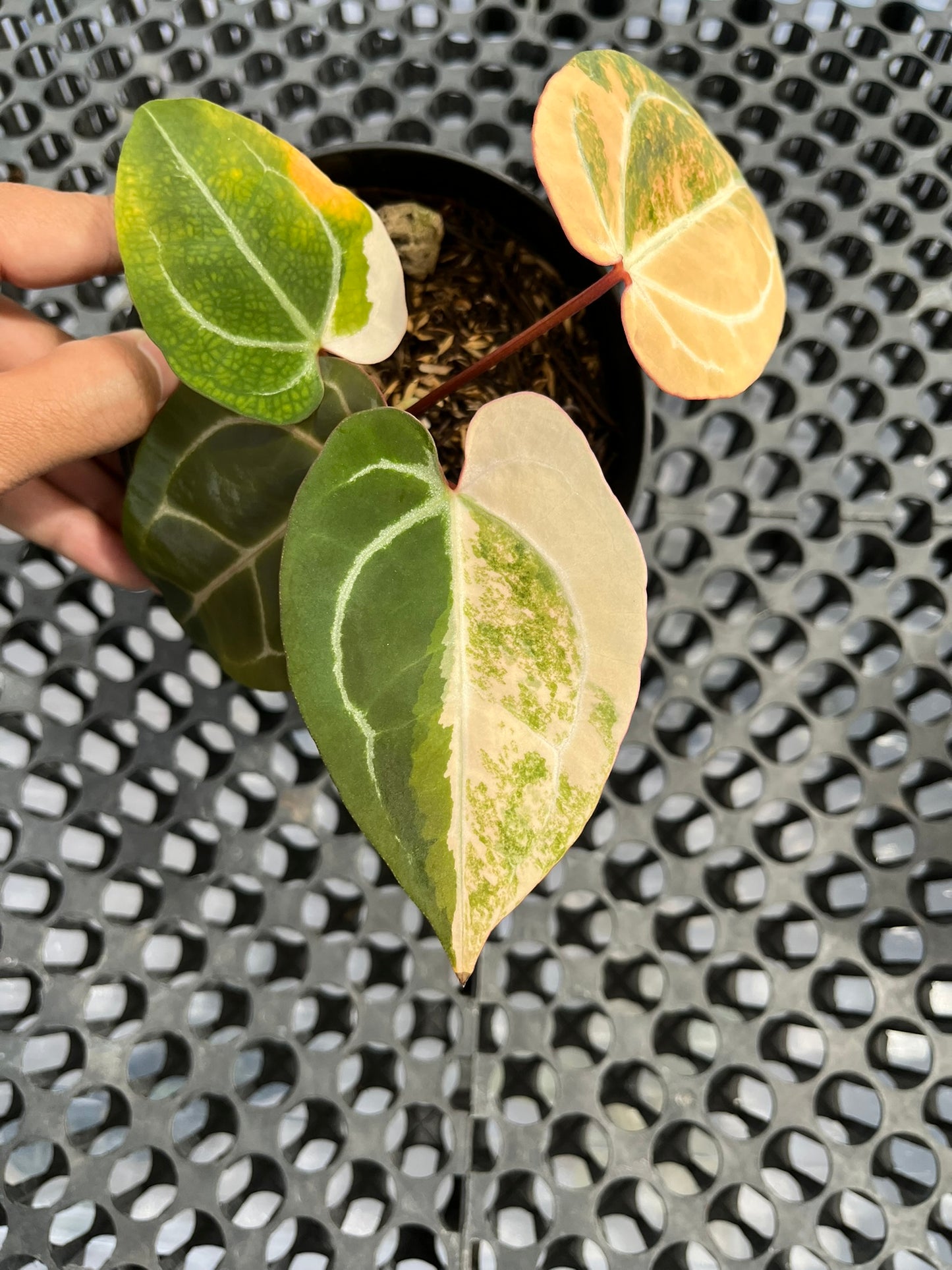 Anthurium Black Venom X Red Crystallinum NSE