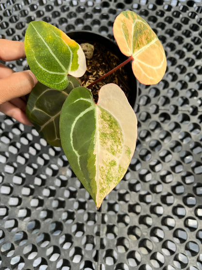 Anthurium Black Venom X Red Crystallinum NSE