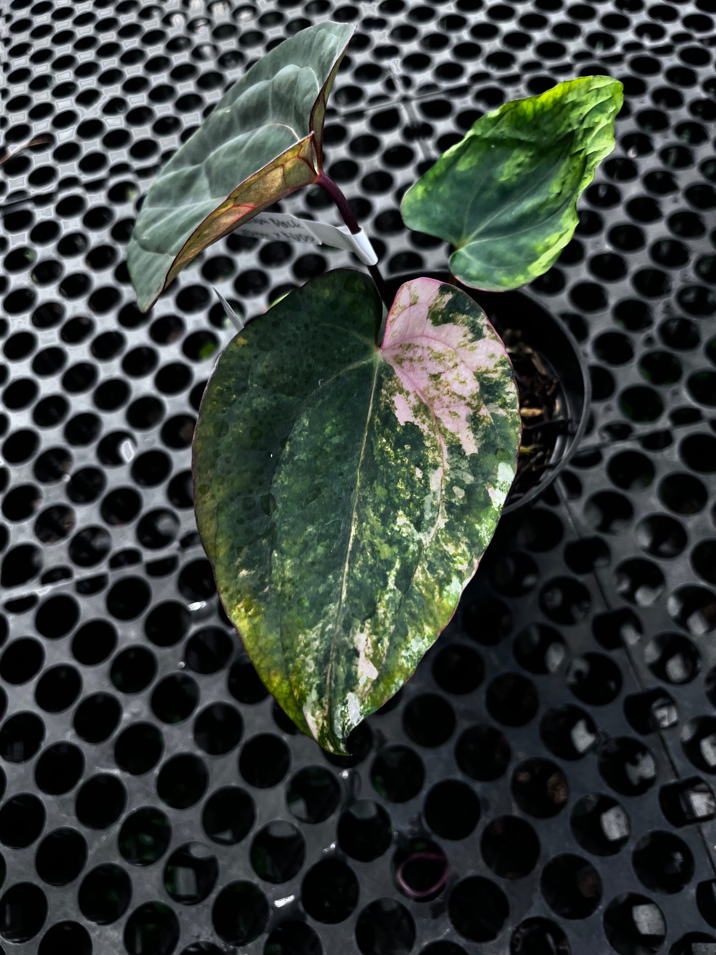 Anthurium Black Venom X Red Vein Dark Phoenix