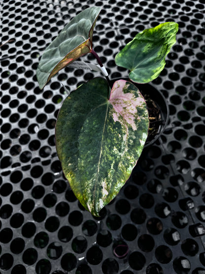 Anthurium Black Venom X Red Vein Dark Phoenix