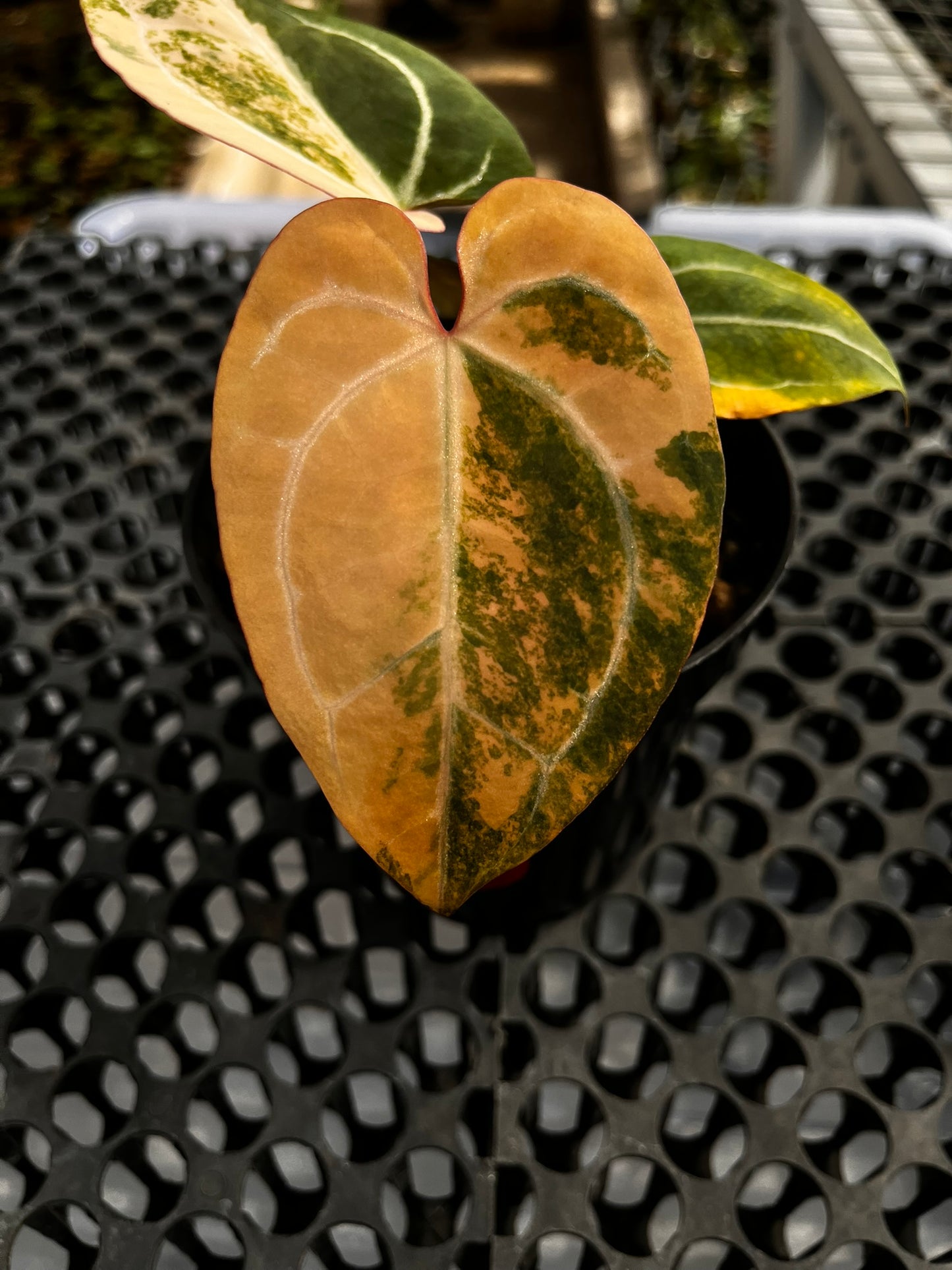 Anthurium Black Venom X Red Crystallinum NSE