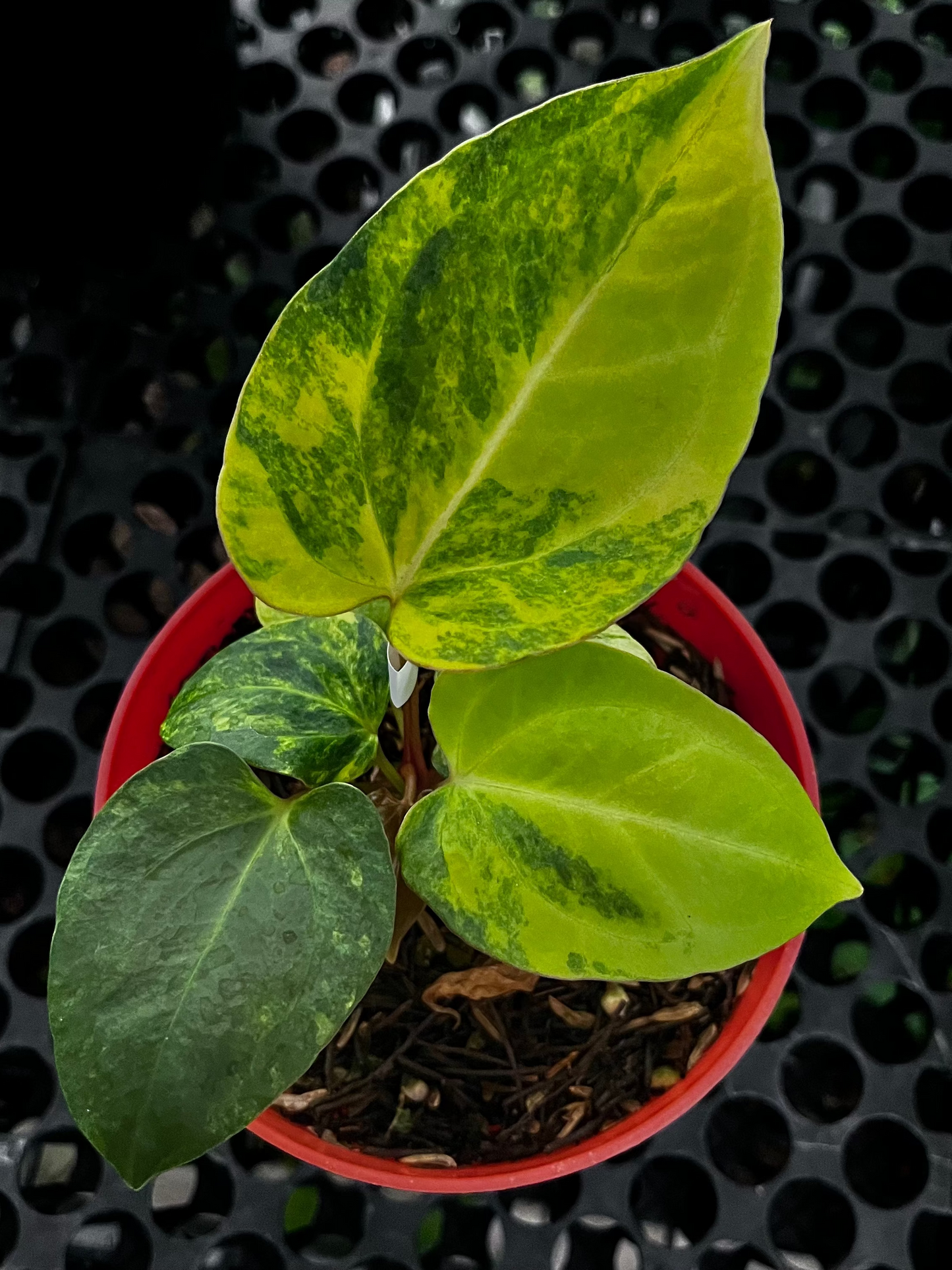 Anthurium Black Venom X Domino Var