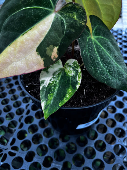 Anthurium Michelle Variegated X [Ace of Spades X Michelle]