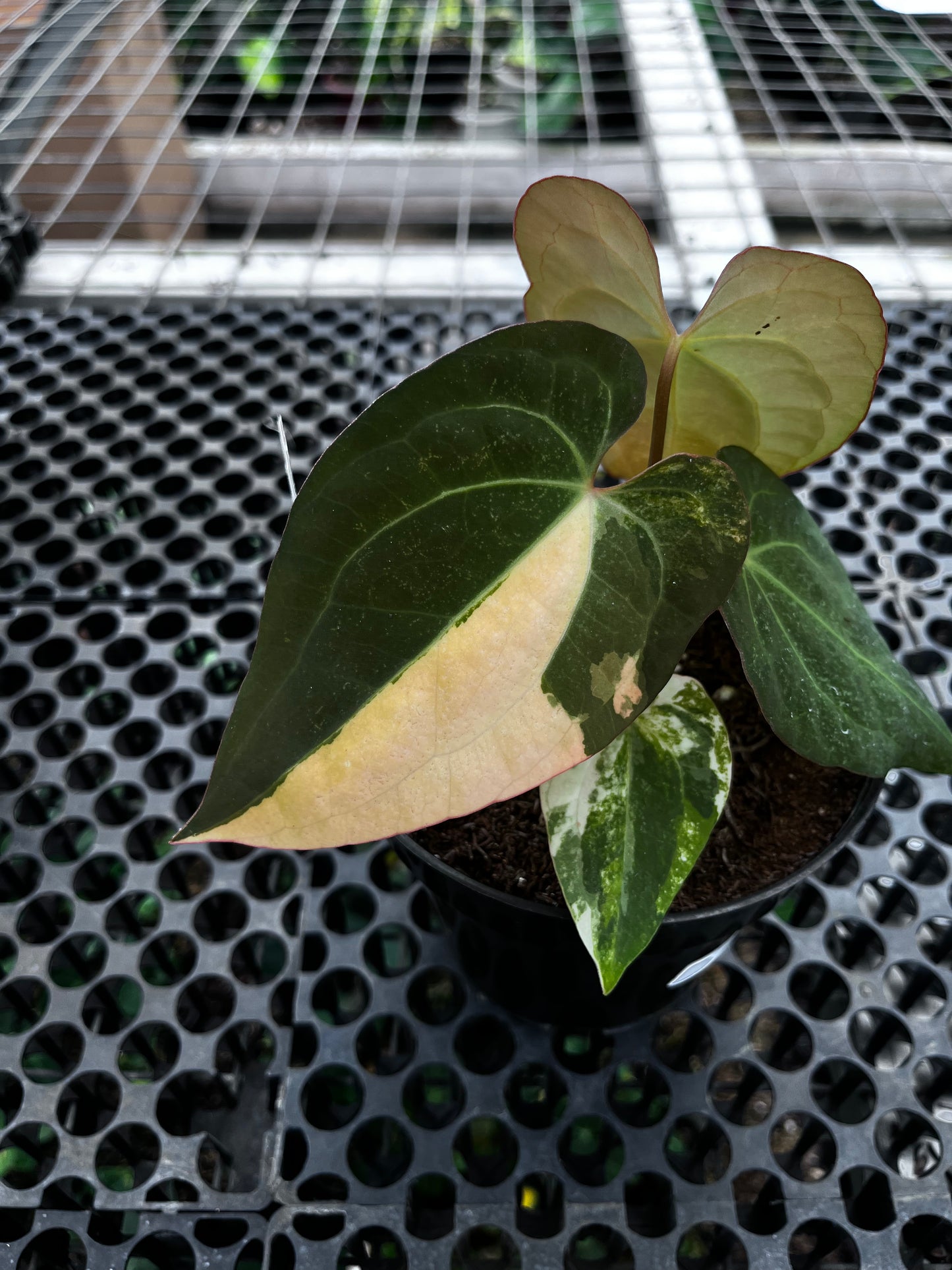 Anthurium Michelle Variegated X [Ace of Spades X Michelle]