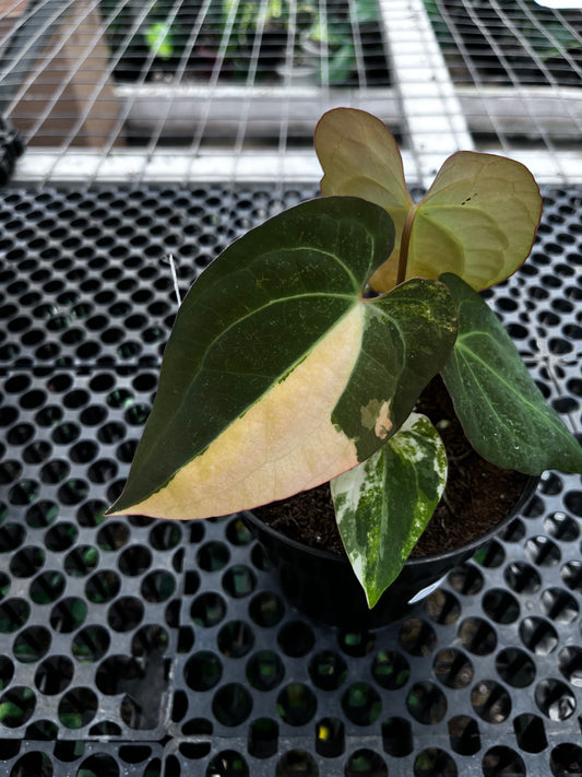 Anthurium Michelle Variegated X [Ace of Spades X Michelle]