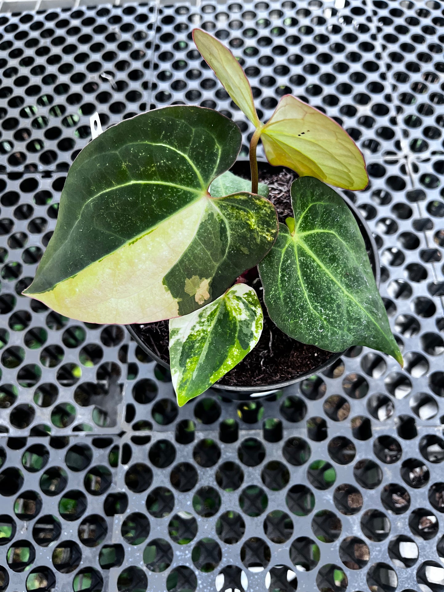 Anthurium Michelle Variegated X [Ace of Spades X Michelle]