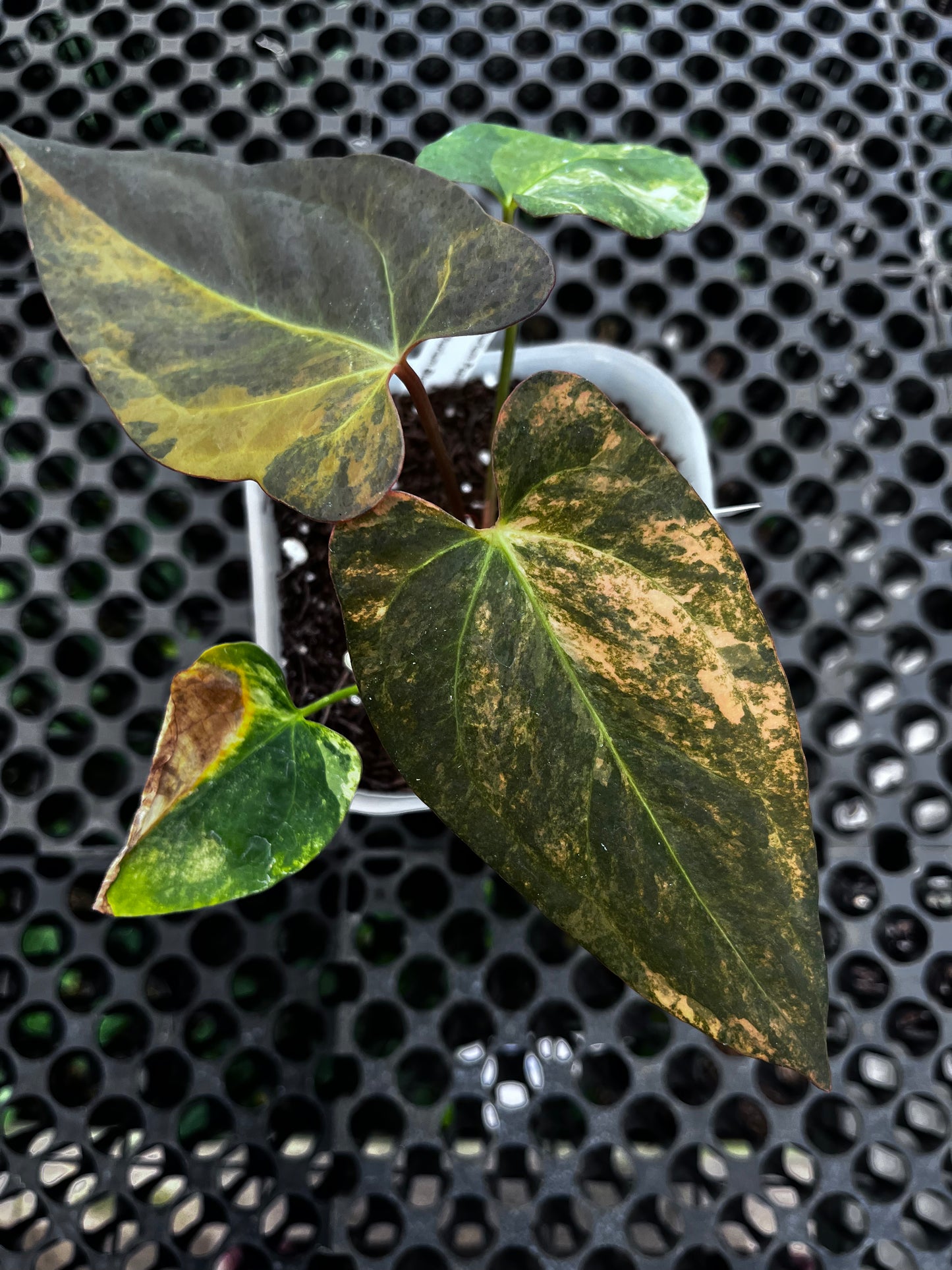 Anthurium Papillilaminun Variegated X Blue Papillilaminum