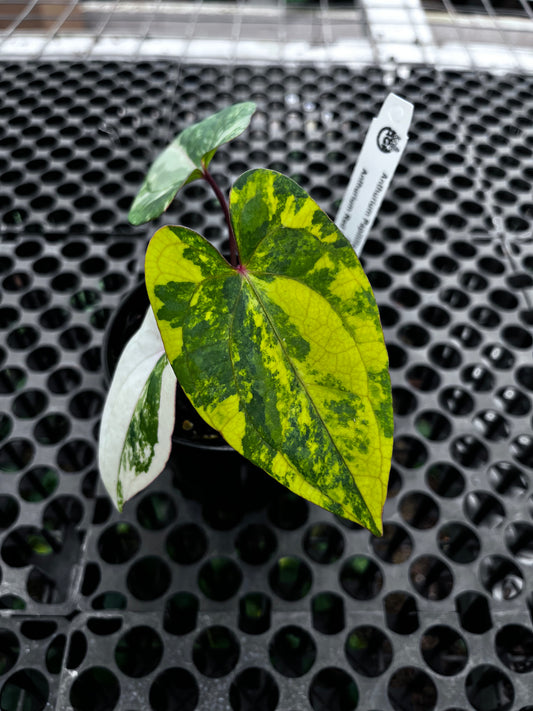 Anthurium Papilillaminun Variegated X Red Vein Dark Phoenix