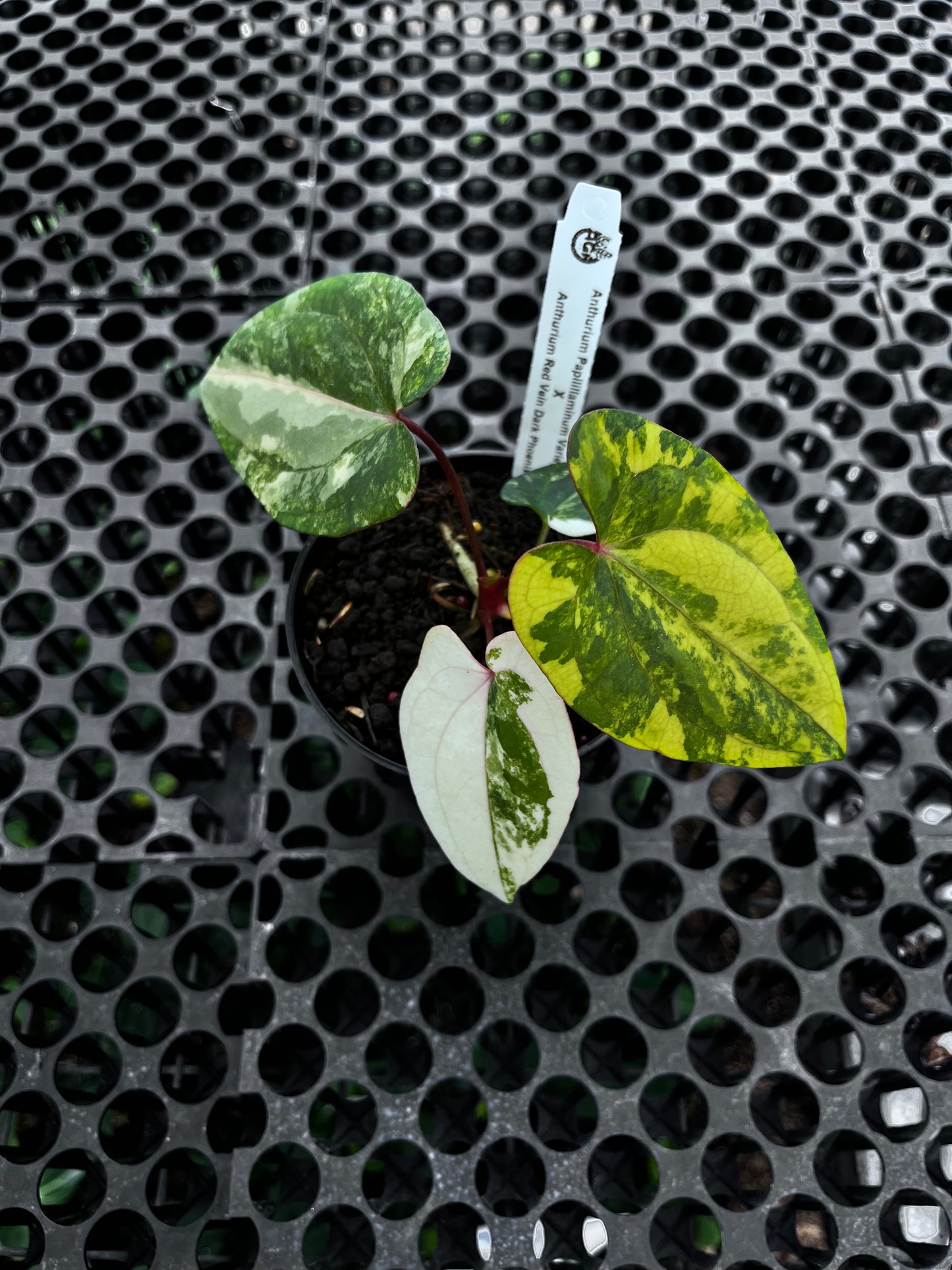 Anthurium Papilillaminun Variegated X Red Vein Dark Phoenix