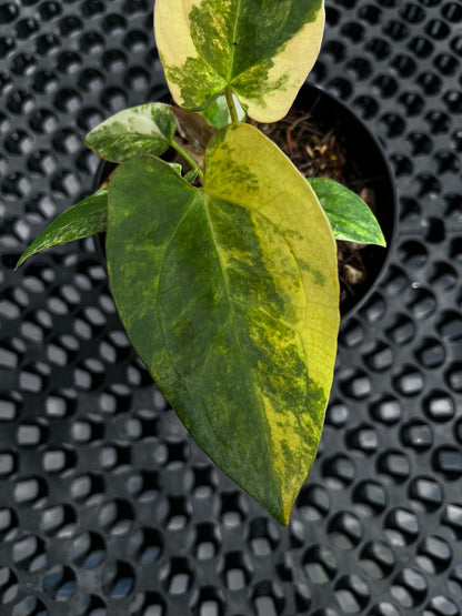 Anthurium [Papillilaminun X Magnificum Variegated] X Fort Sherman
