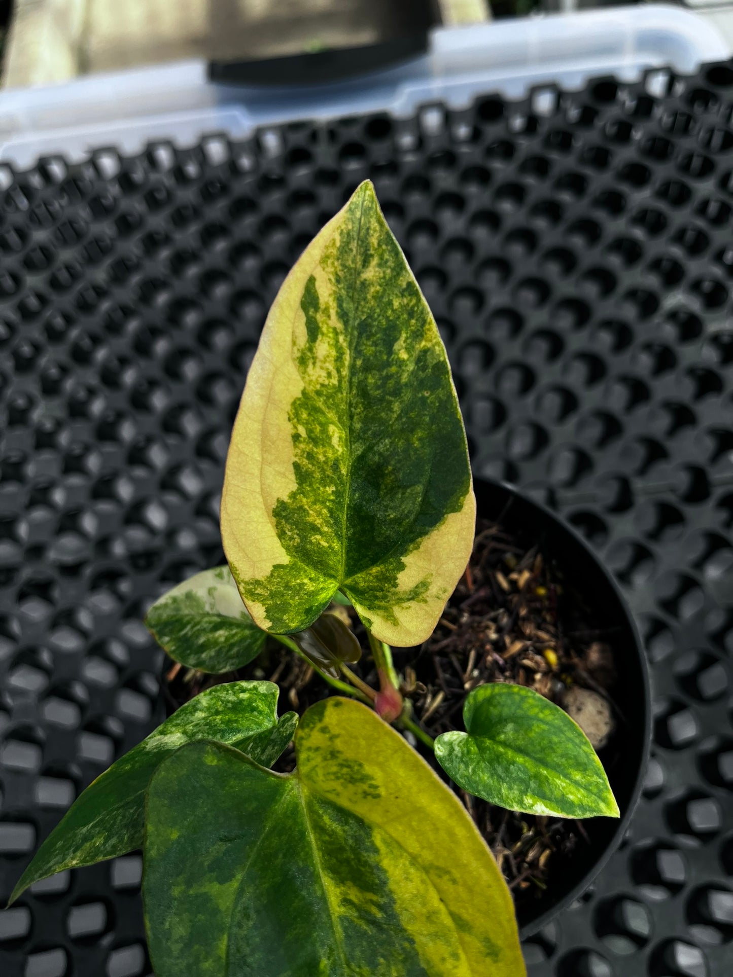 Anthurium [Papillilaminun X Magnificum Variegated] X Fort Sherman