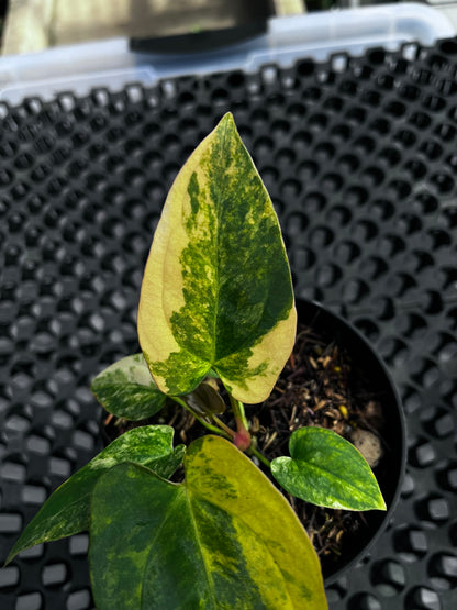Anthurium [Papillilaminun X Magnificum Variegated] X Fort Sherman