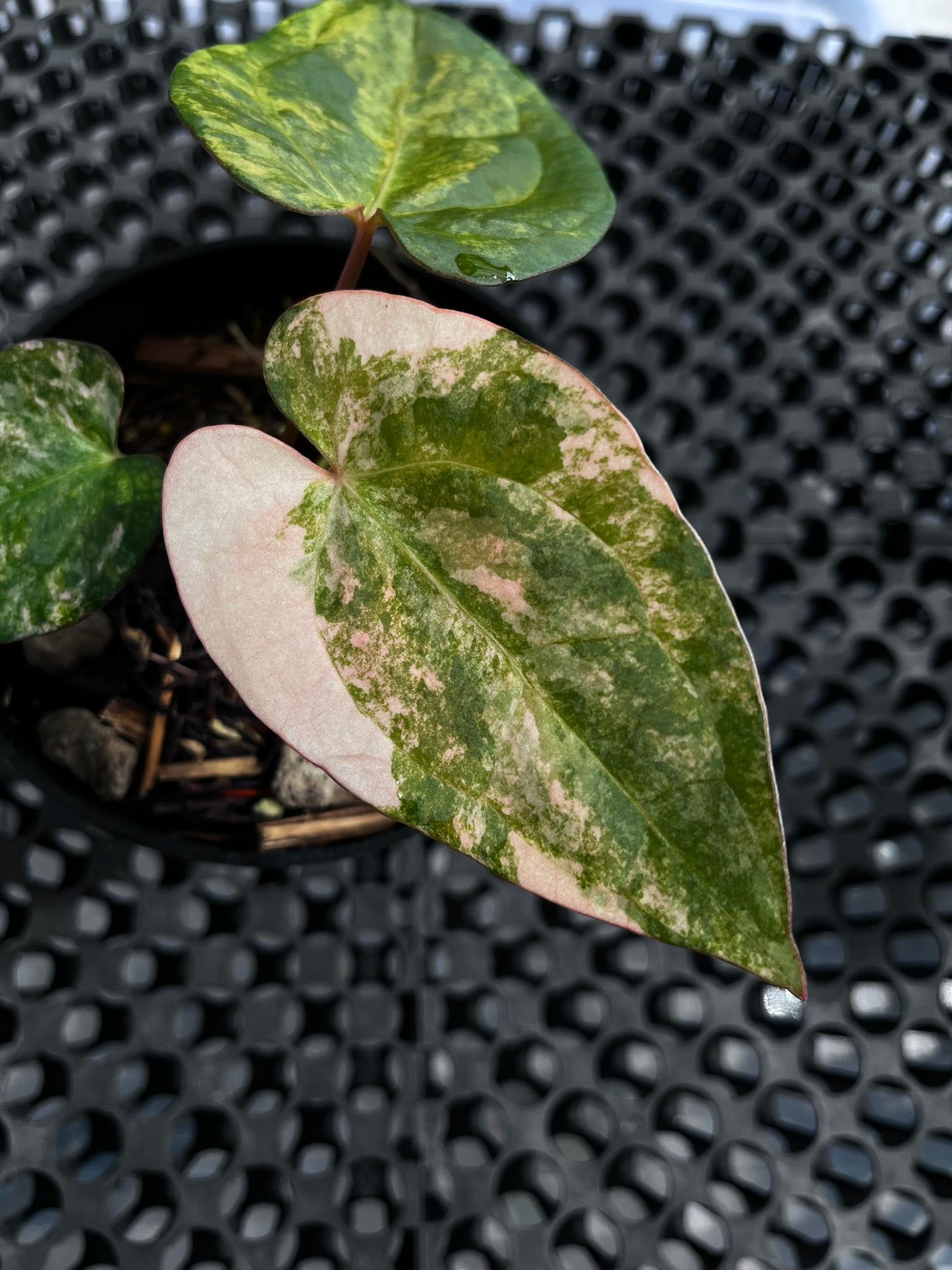 Anthurium Papillilaminum Variegated X Night Dragon