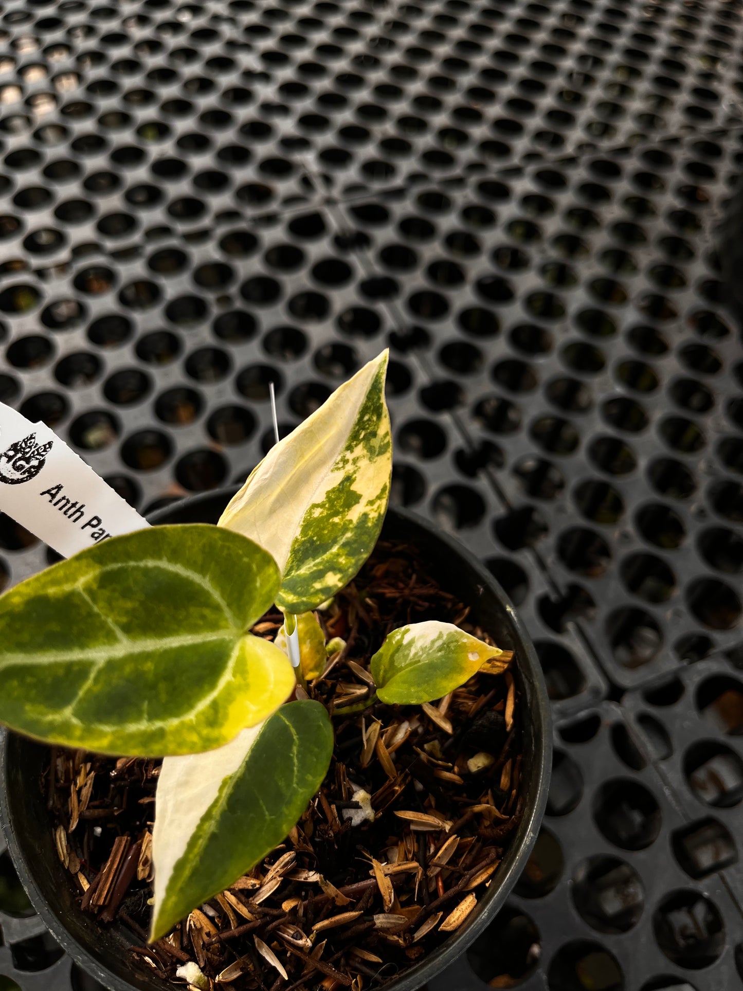 Anthurium [Papillilaminum X Magnificum] X Domino Variegated