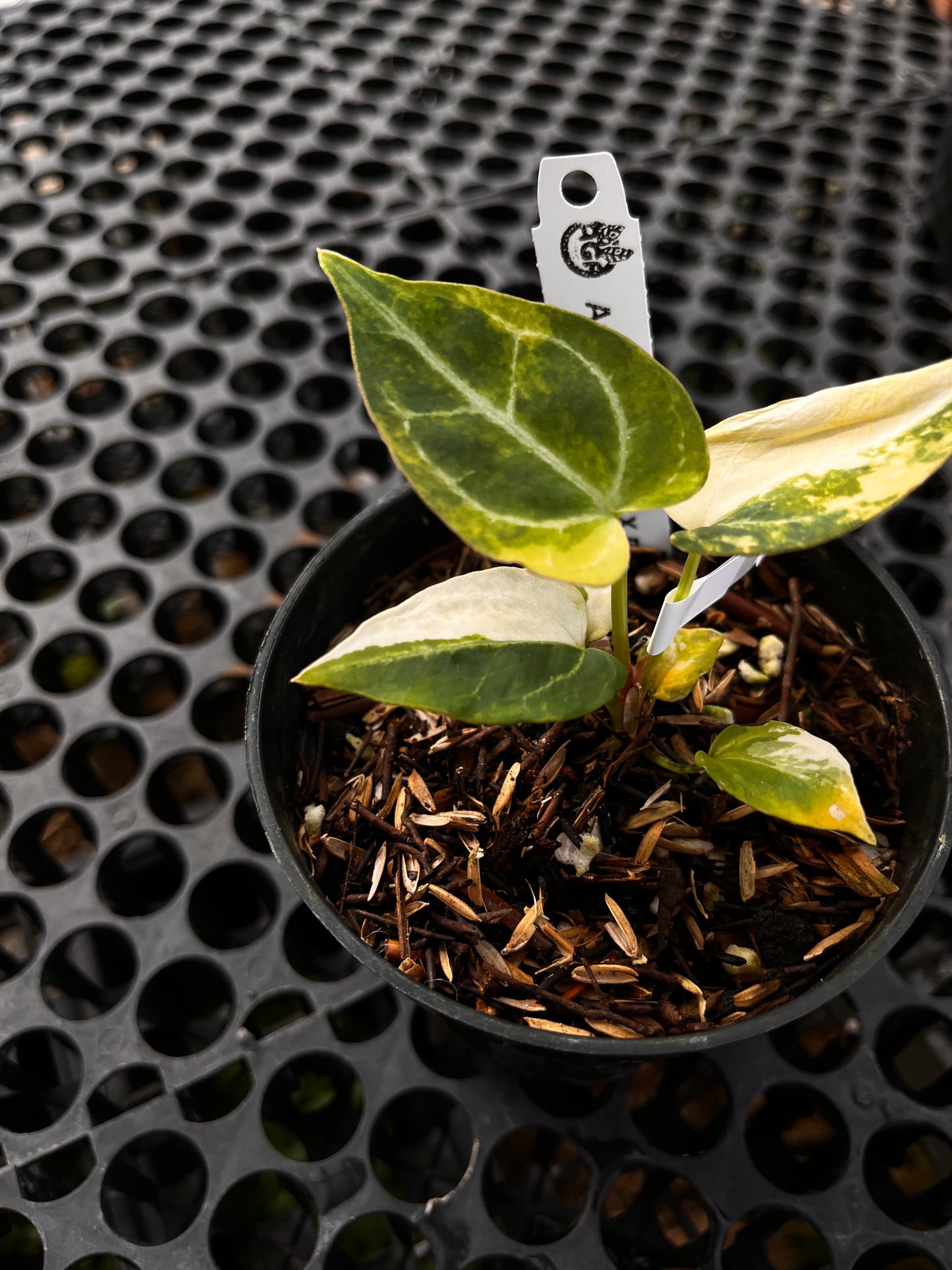 Anthurium [Papillilaminum X Magnificum] X Domino Variegated