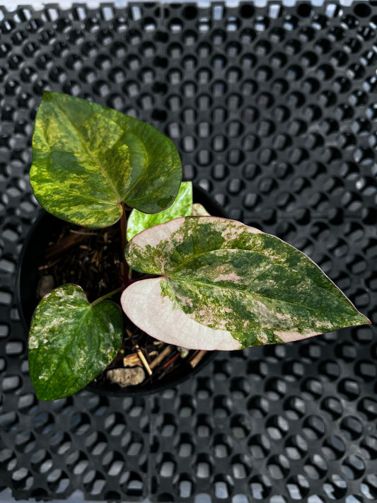 Anthurium Papillilaminum Variegated X Night Dragon