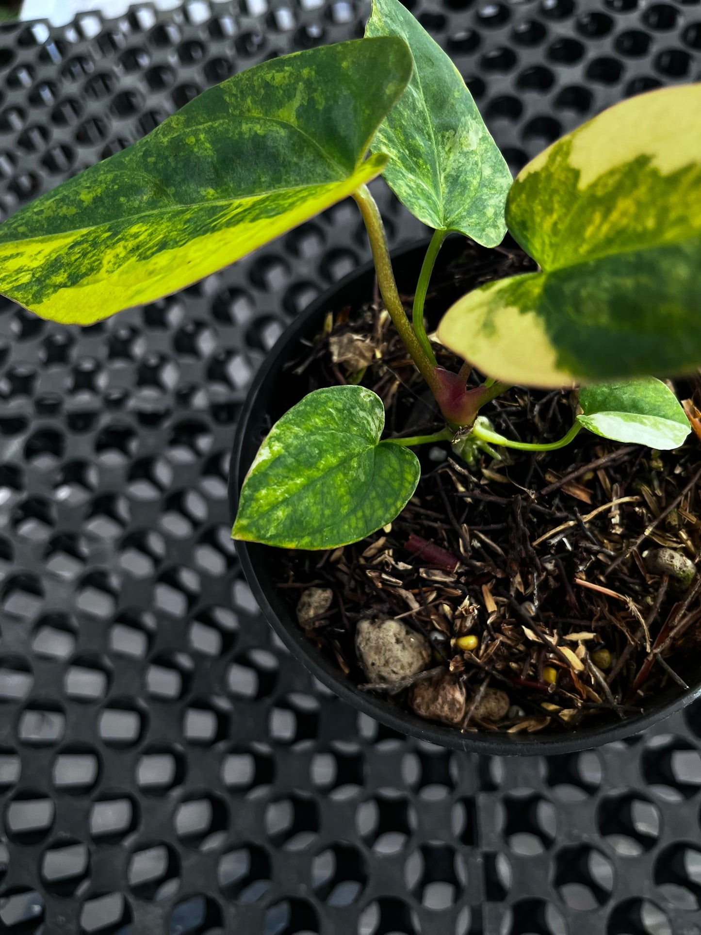 Anthurium [Papillilaminun X Magnificum Variegated] X Fort Sherman