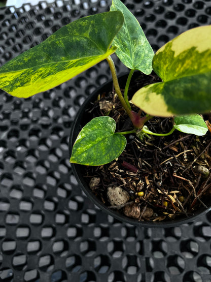 Anthurium [Papillilaminun X Magnificum Variegated] X Fort Sherman