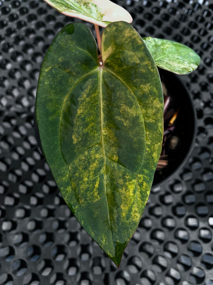Anthurium Papillilaminum Variegated X Night Dragon