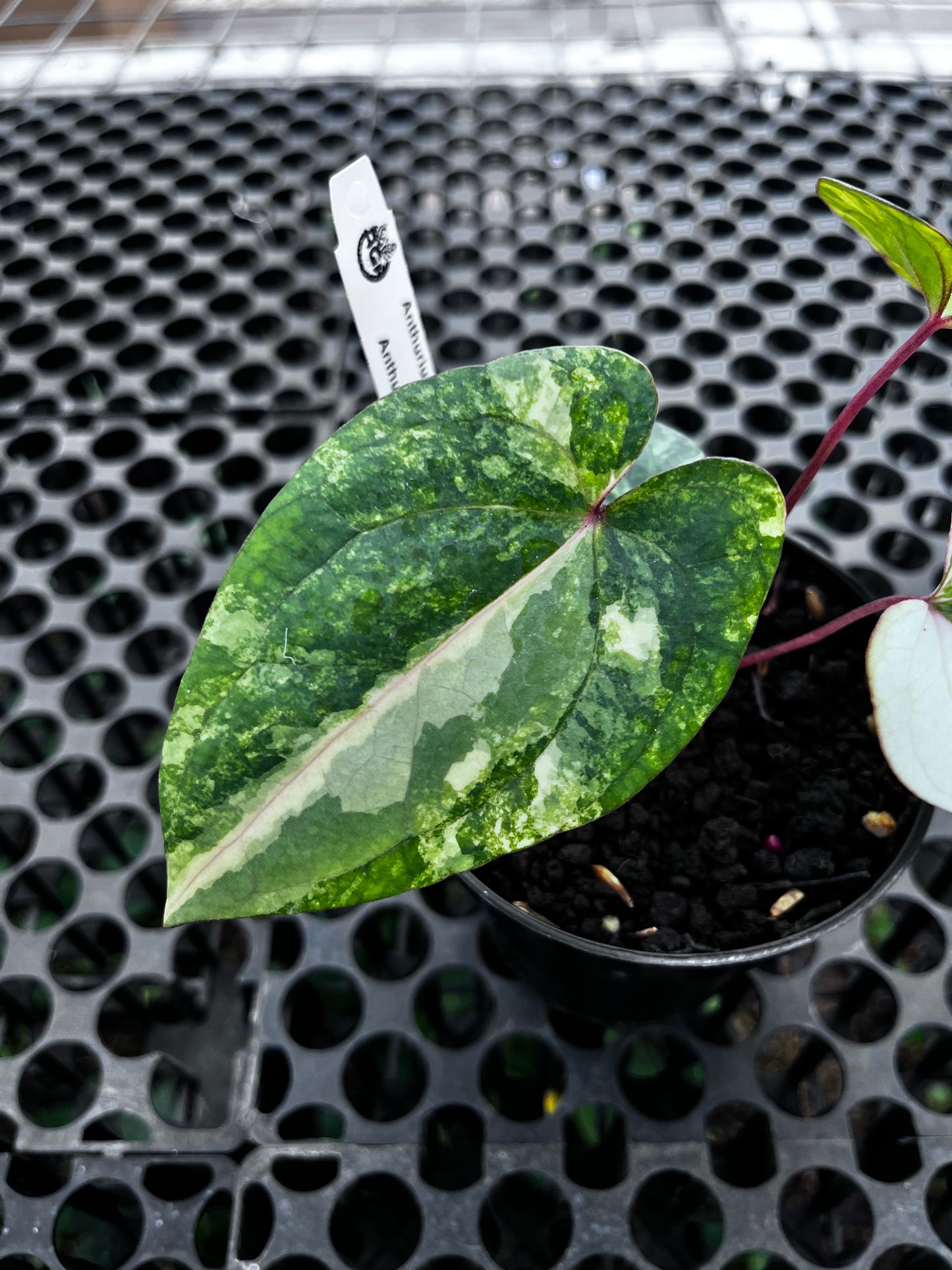 Anthurium Papilillaminun Variegated X Red Vein Dark Phoenix
