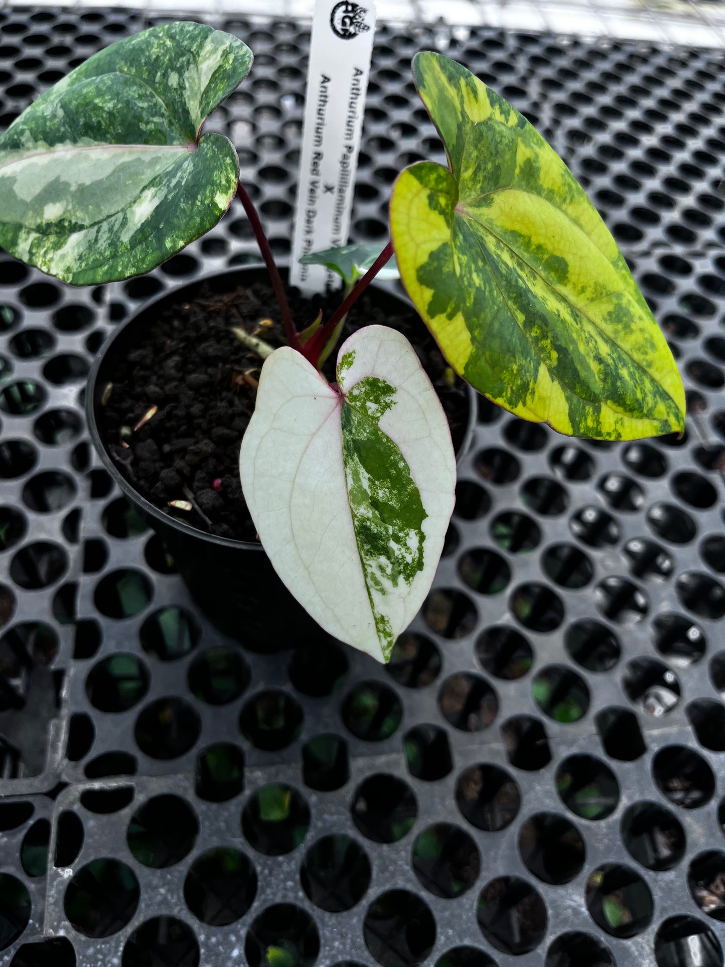 Anthurium Papilillaminun Variegated X Red Vein Dark Phoenix