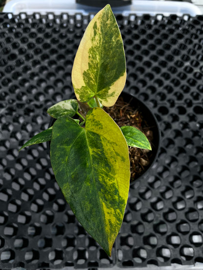 Anthurium [Papillilaminun X Magnificum Variegated] X Fort Sherman