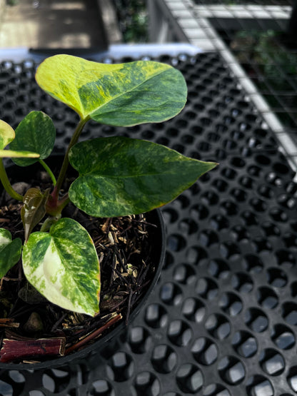 Anthurium [Papillilaminun X Magnificum Variegated] X Fort Sherman