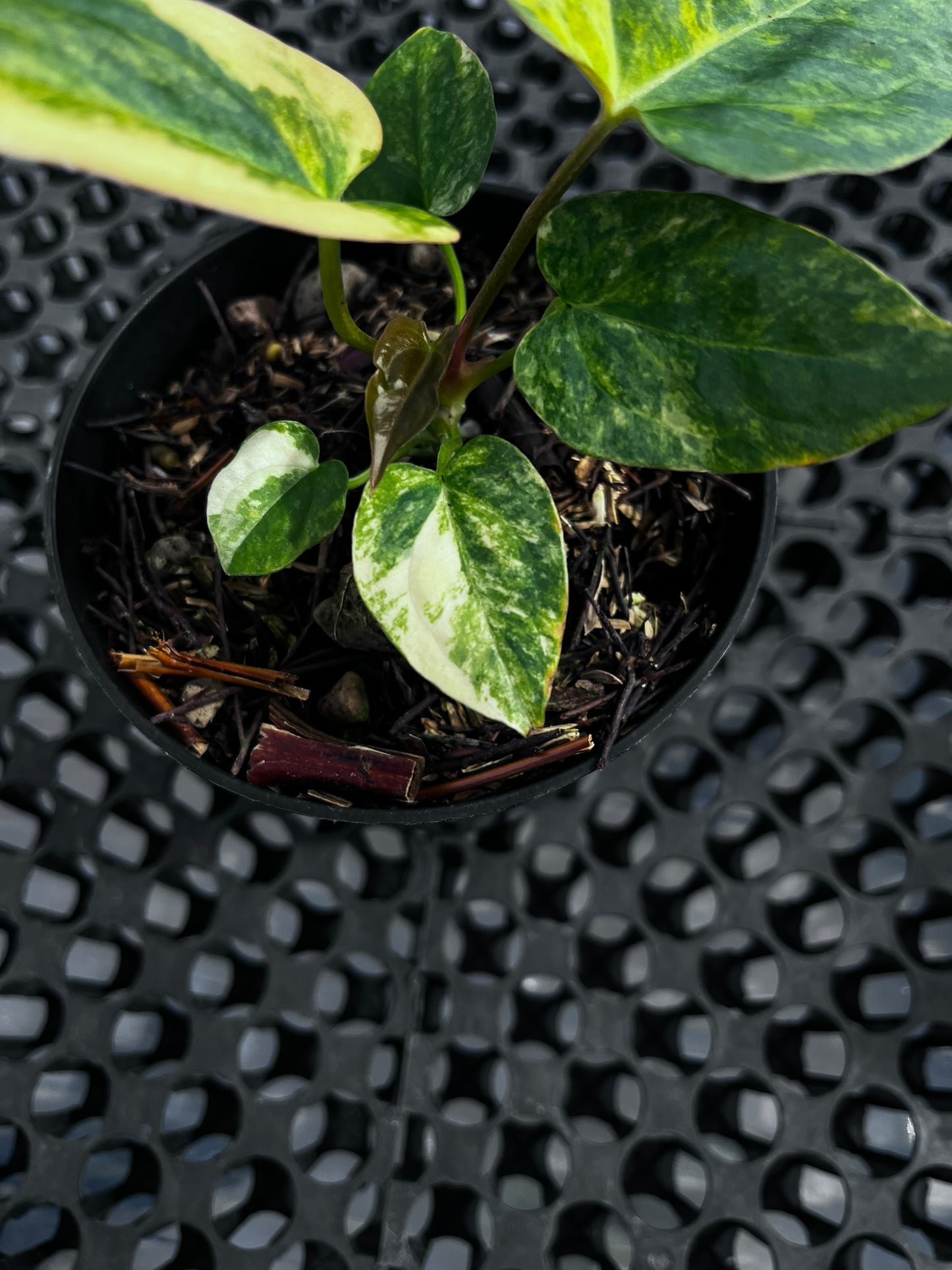 Anthurium [Papillilaminun X Magnificum Variegated] X Fort Sherman