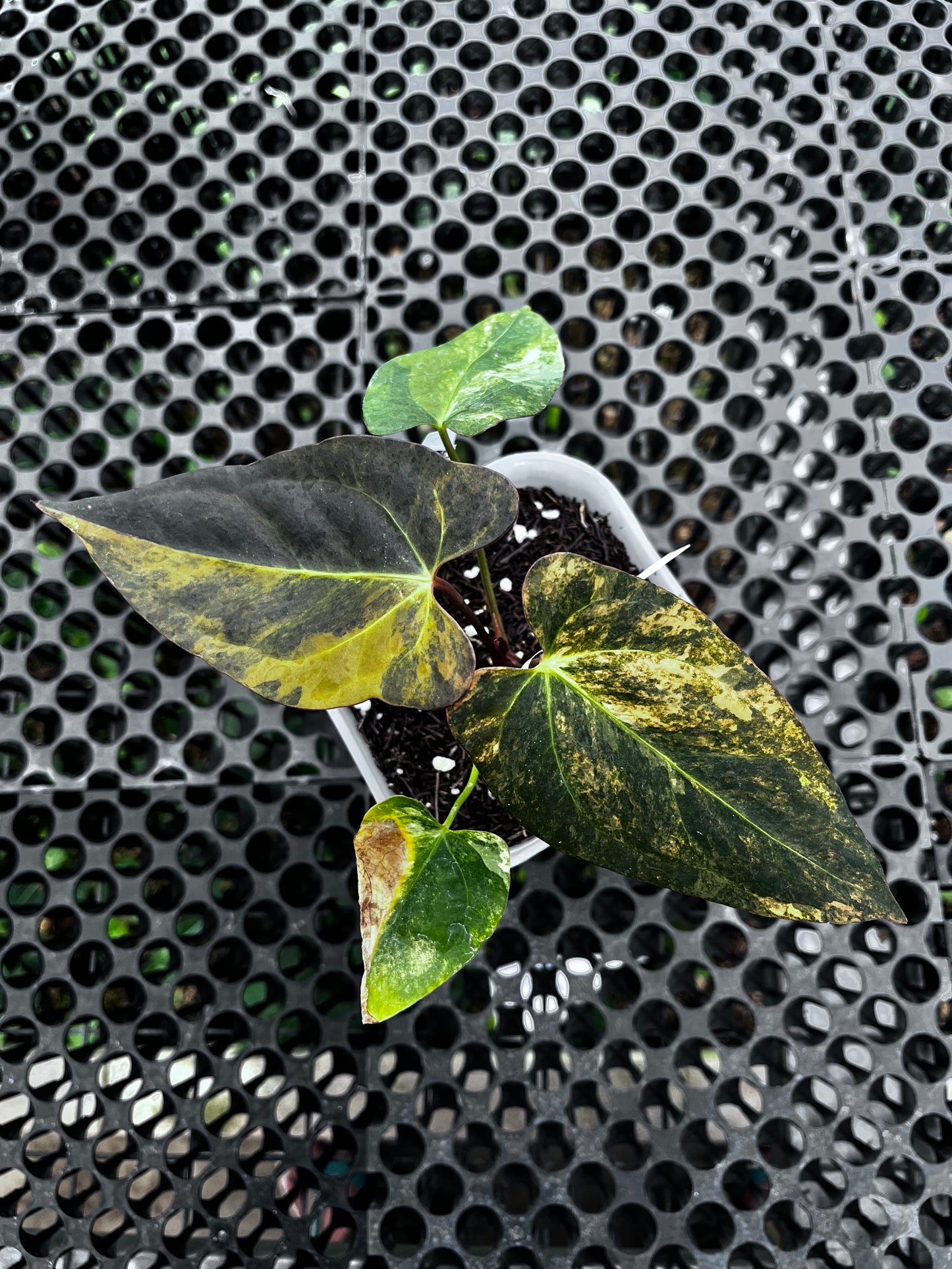 Anthurium Papillilaminun Variegated X Blue Papillilaminum