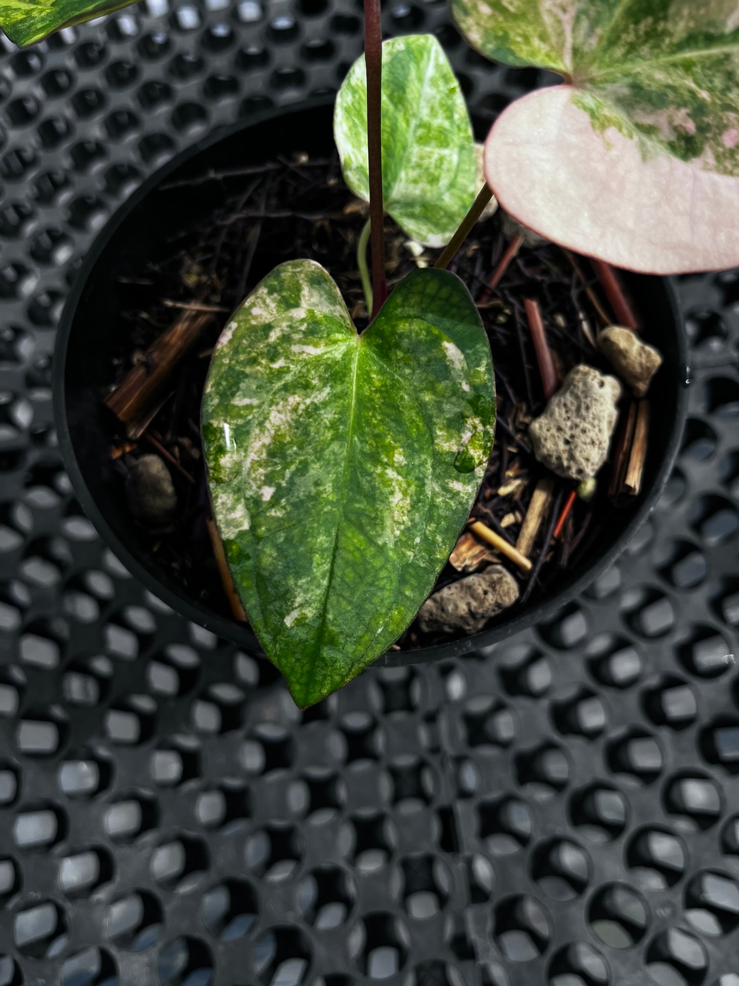 Anthurium Papillilaminum Variegated X Night Dragon