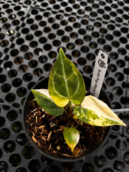 Anthurium [Papillilaminum X Magnificum] X Domino Variegated