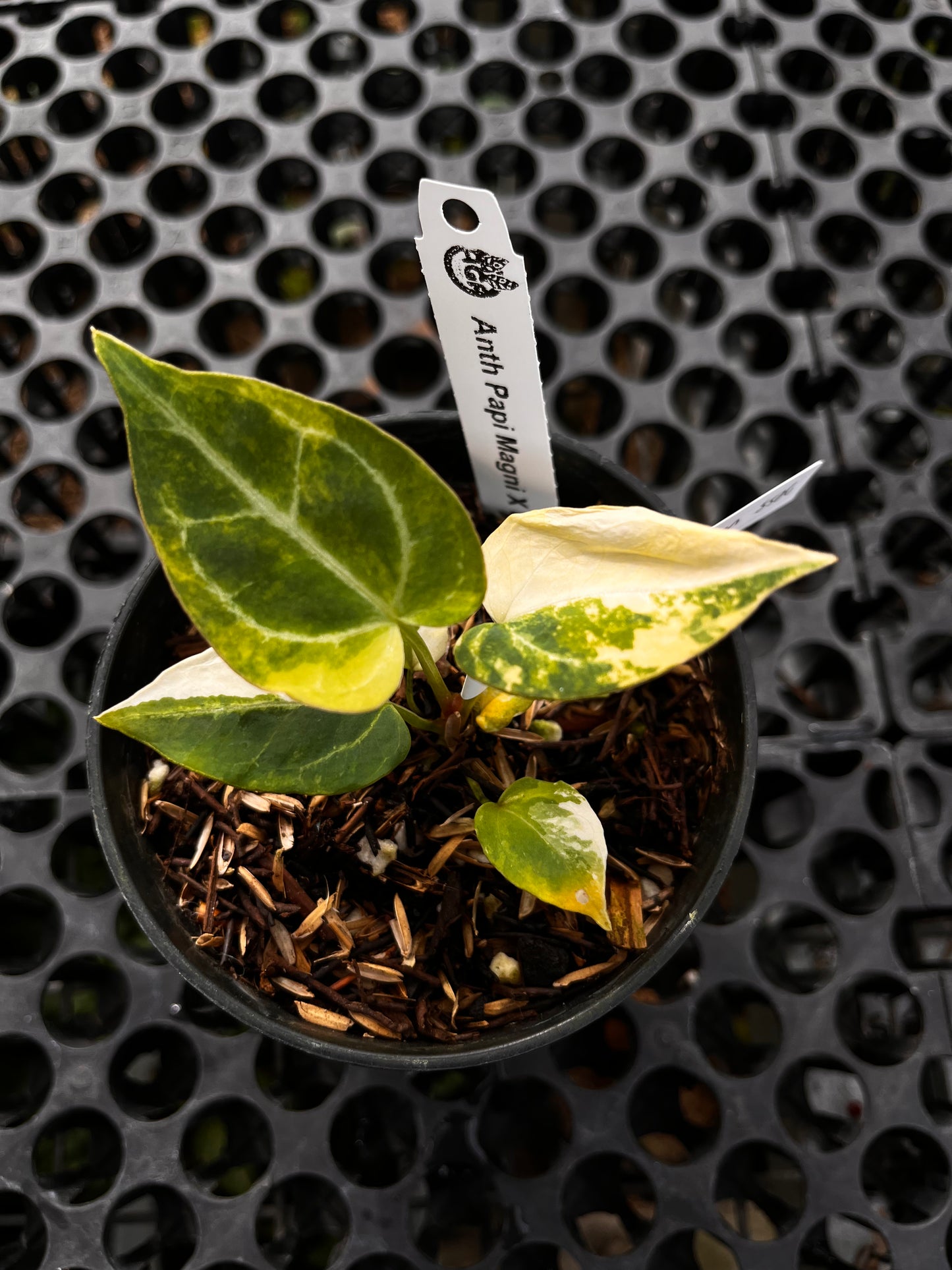 Anthurium [Papillilaminum X Magnificum] X Domino Variegated