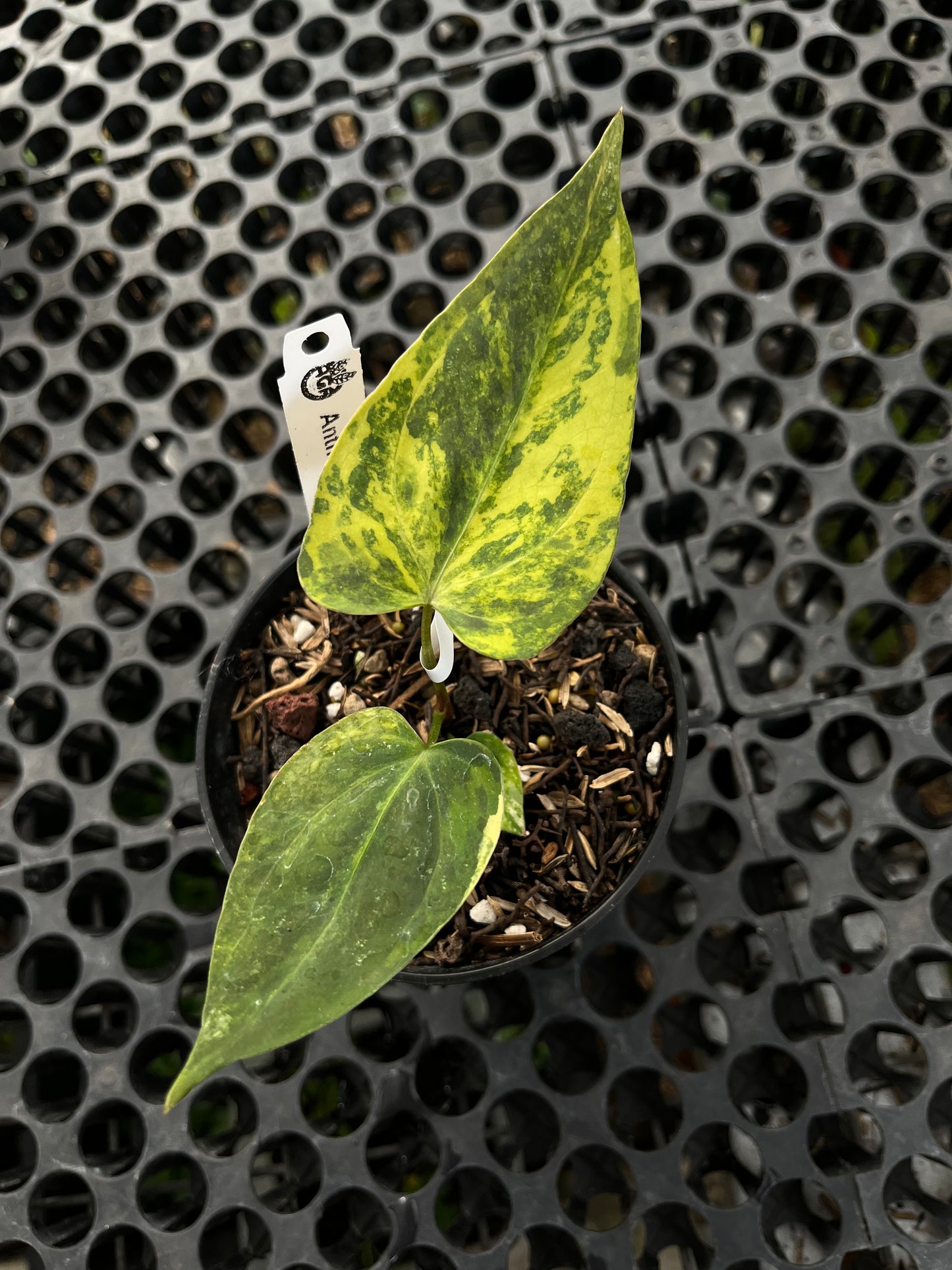 Anthurium Portillae Indo Type Variegated