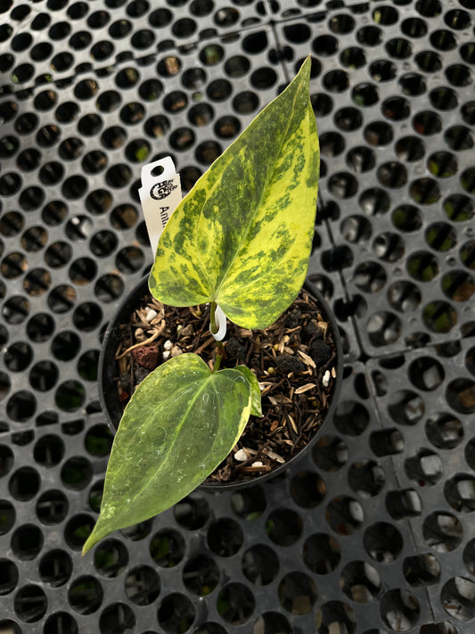 Anthurium Portillae Indo Type Variegated