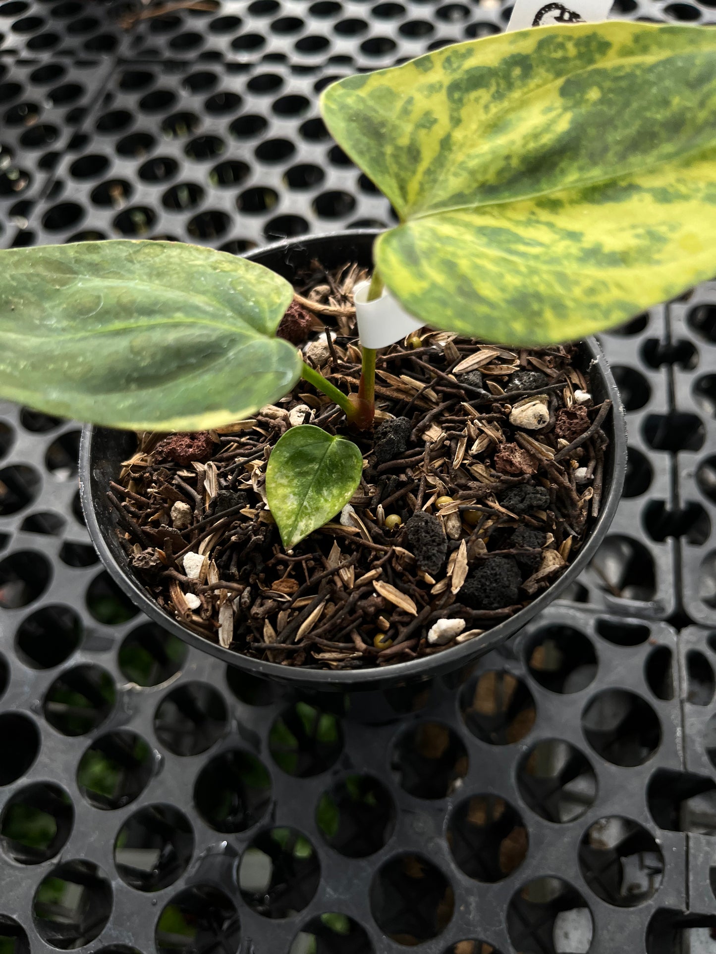 Anthurium Portillae Indo Type Variegated