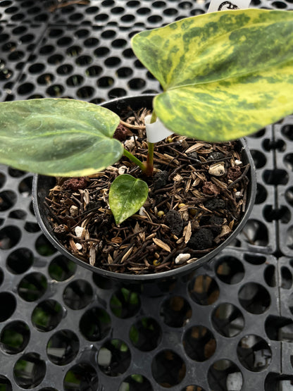 Anthurium Portillae Indo Type Variegated