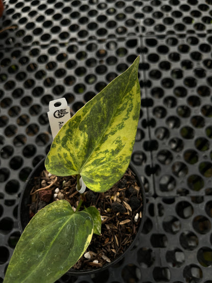 Anthurium Portillae Indo Type Variegated