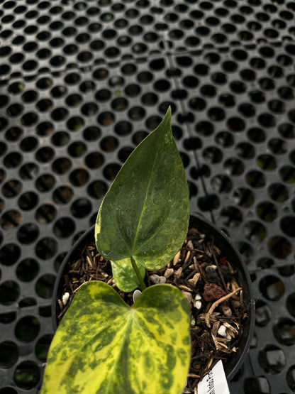 Anthurium Portillae Indo Type Variegated