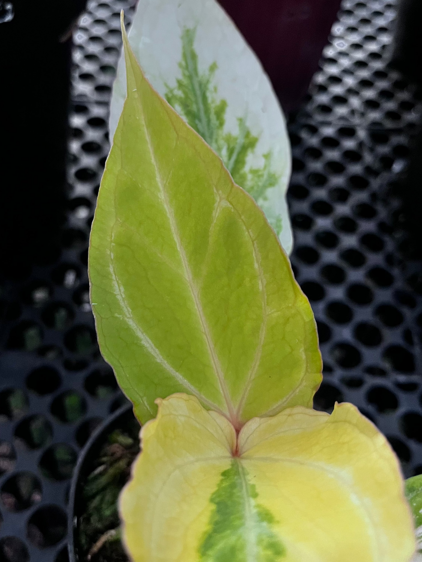 Anthurium Red Of Java Variegated