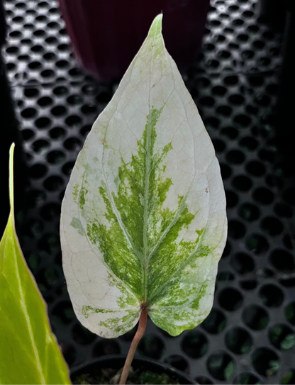Anthurium Red Of Java Variegated
