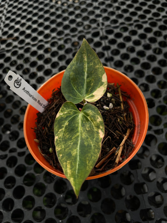 Anthurium Red Devil X Domino Variegated