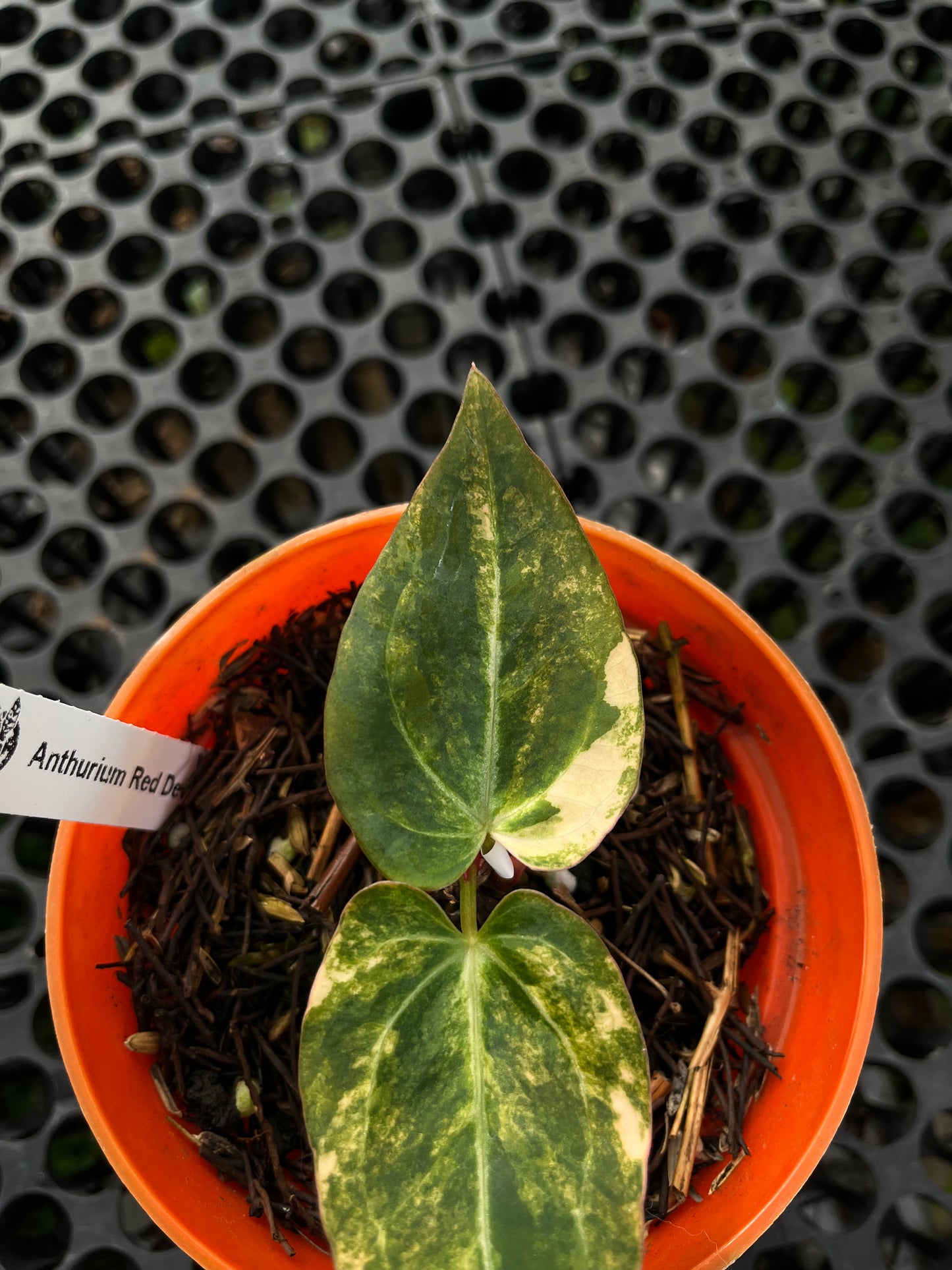 Anthurium Red Devil X Domino Variegated
