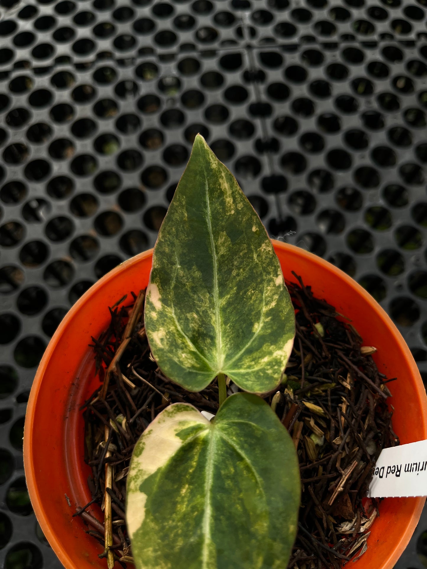 Anthurium Red Devil X Domino Variegated