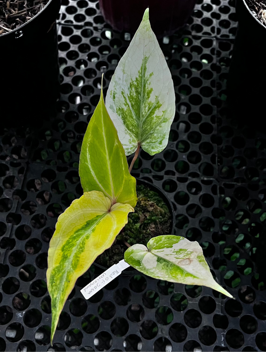 Anthurium Red Of Java Variegated