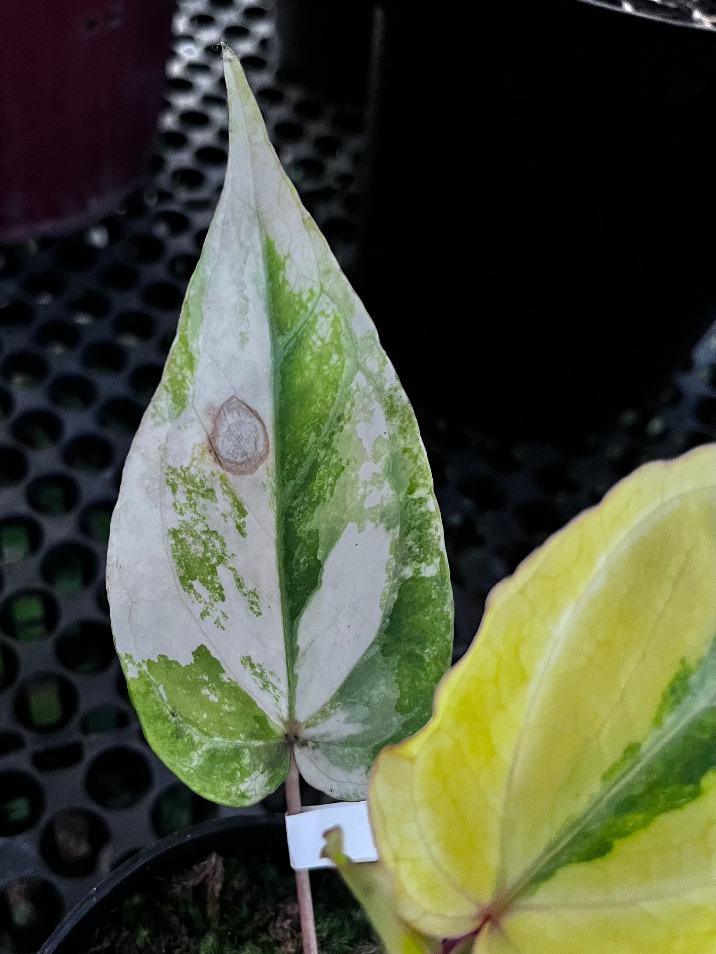 Anthurium Red Of Java Variegated