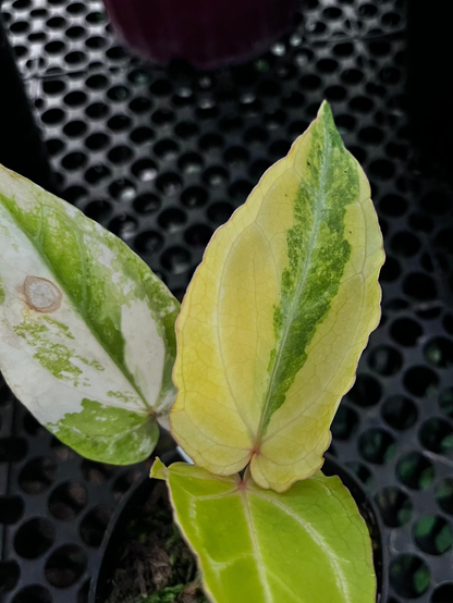 Anthurium Red Of Java Variegated