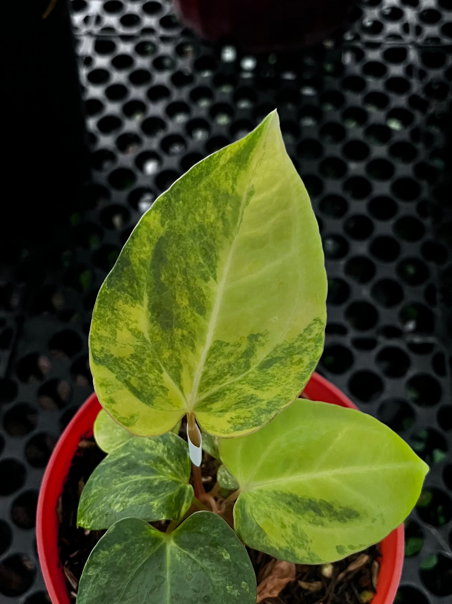 Anthurium Black Venom X Domino Var