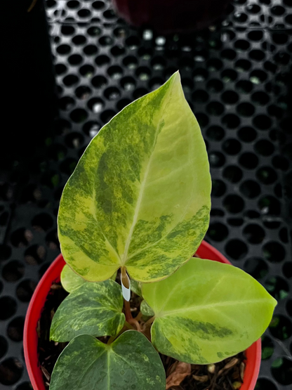 Anthurium Black Venom X Domino Var
